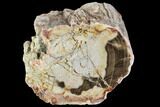 Polished Petrified Wood Limb - Madagascar #105079-1